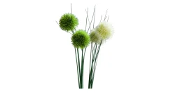 Allium 60 cm