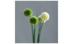 Allium 60 cm