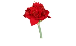 Amaryllis 62 cm