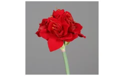 Amaryllis 62 cm