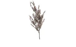 Artemisia 60 cm