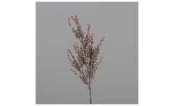 Artemisia 60 cm