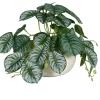 Calathea-Ranke 19 cm