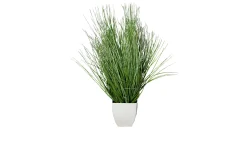 California-Beach-Gras 78 cm