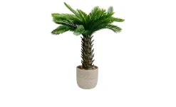 Deko-Pflanze Cycas 70 cm