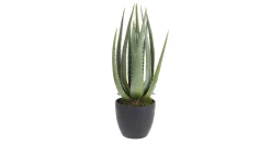 Dekopflanze im Topf 45 cm