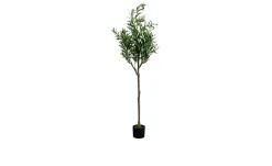 Deko-Pflanze Olive Tree