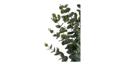 Eukalyptus Baum