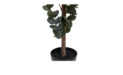 Eukalyptus Baum