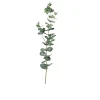 Eukalyptus 74 cm