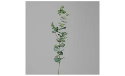 Eukalyptus 74 cm
