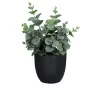 Eukalyptus 20 cm