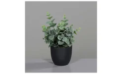 Eukalyptus 20 cm