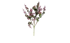 Eukalyptus 53 cm