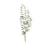 Eukalyptus 73 cm