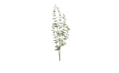 Eukalyptus 73 cm
