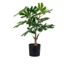 Feigenbaum Nilla