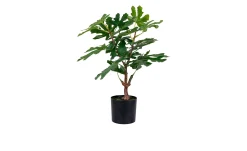 Feigenbaum Nilla