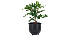 Feigenbaum Nilla