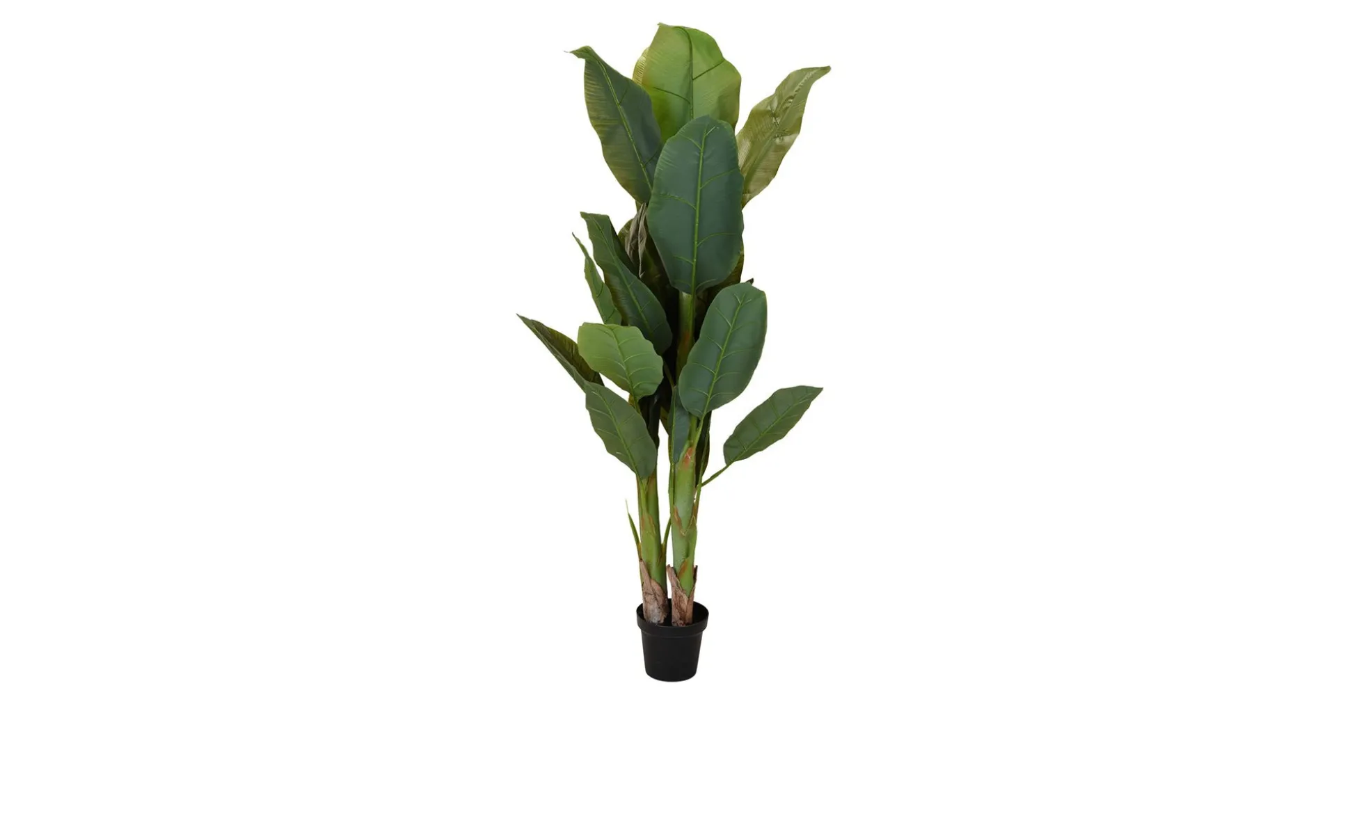 Gartendeko-Pflanze Banana Joe