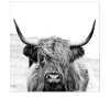 Glasbild Scottish Highland Cattle 50 x 50 cm