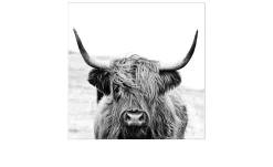 Glasbild Scottish Highland Cattle 50 x 50 cm