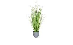 Grasarrangement 75 cm