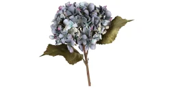 Hortensie 45 cm