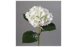Hortensie 67 cm
