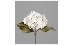 Hortensie 45 cm