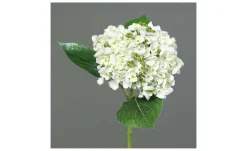 Hortensie 44 cm