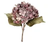 Hortensie 45 cm