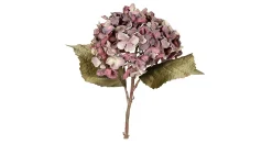 Hortensie 45 cm