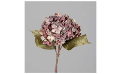 Hortensie 45 cm