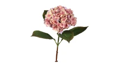 Hortensie 52 cm