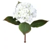 Hortensie 52 cm