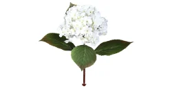 Hortensie 52 cm