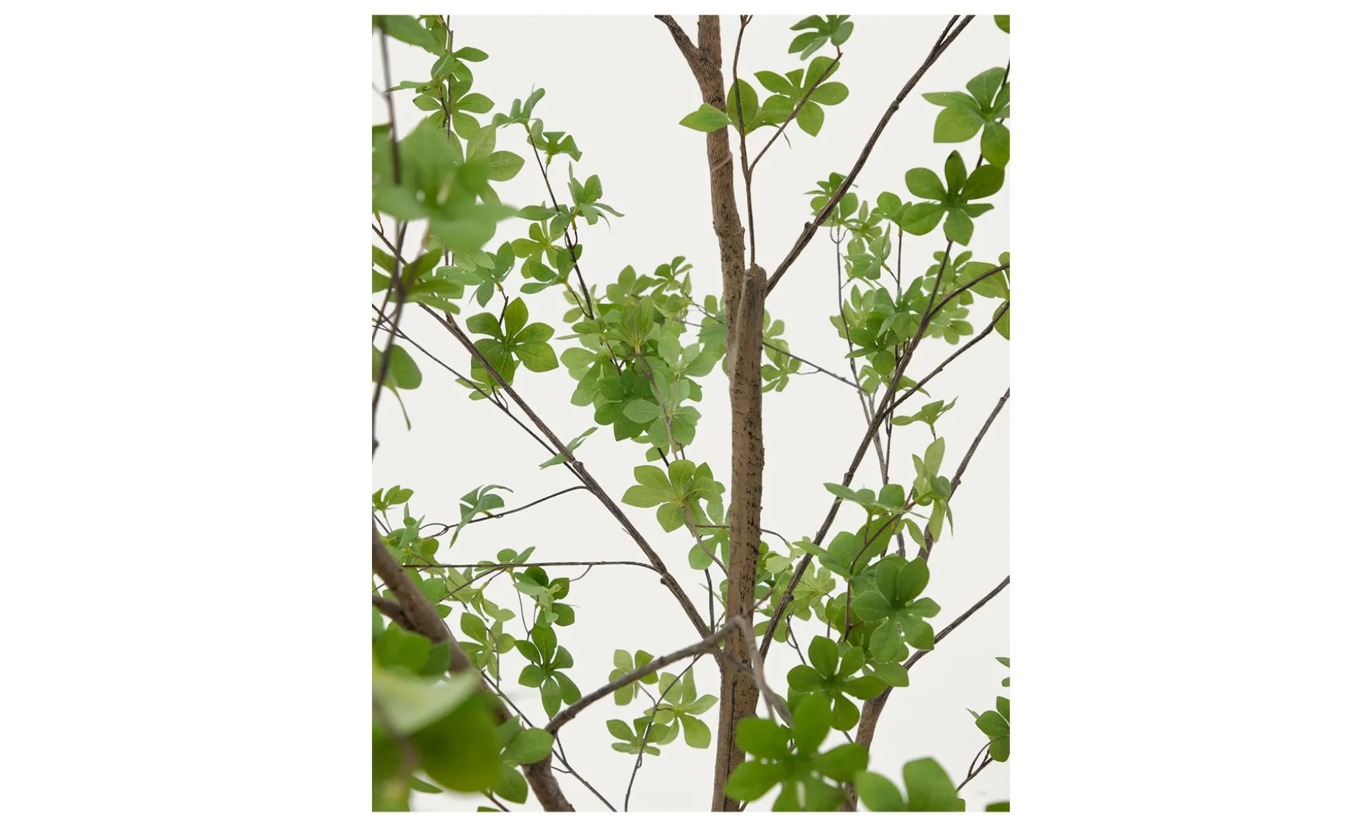 Kunstbaum Enkianthus