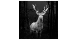 Leinwandbild Grey Deer Head 30 x 30 cm