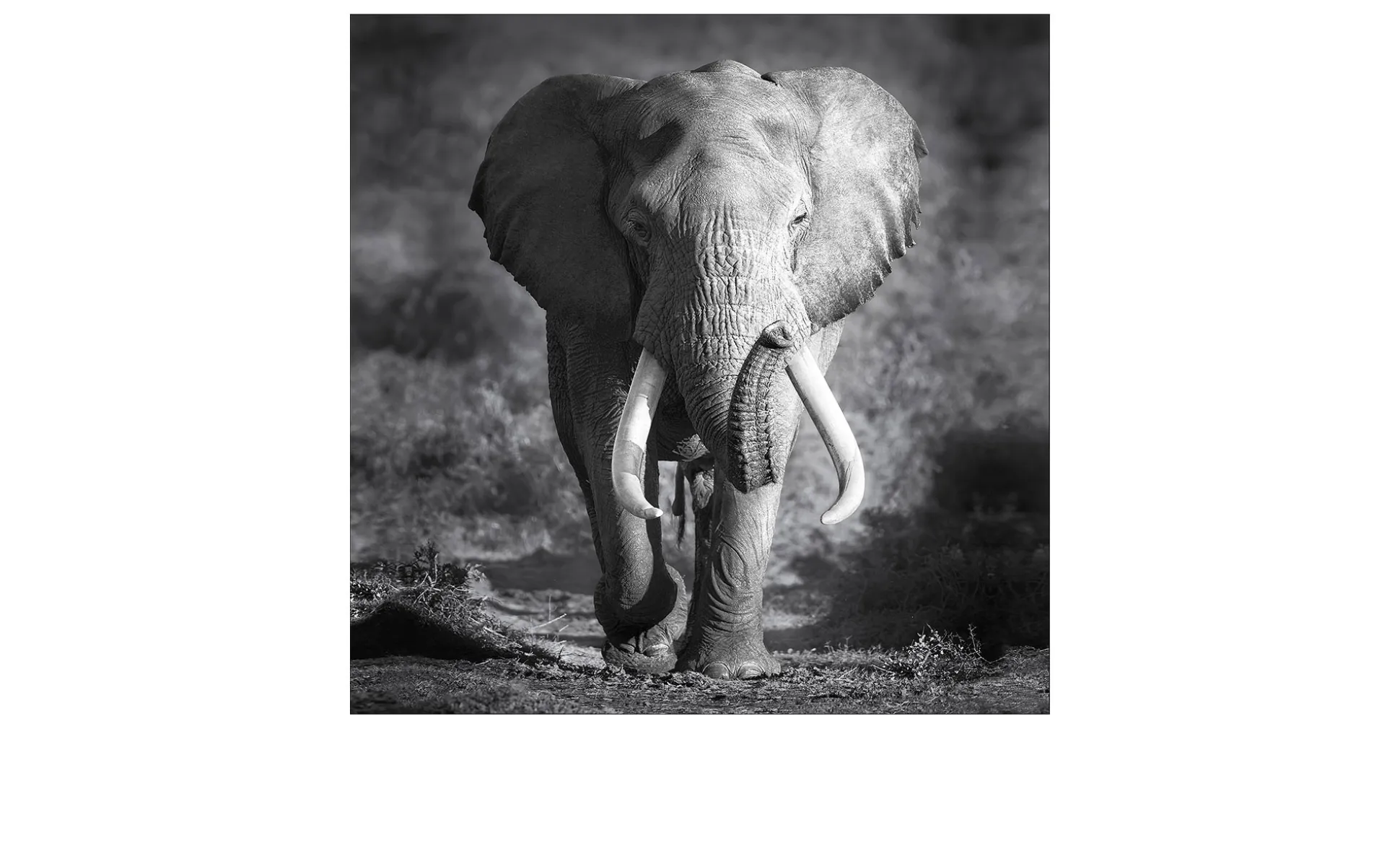 Leinwandbild Grey Elephant Head 30 x 30 cm