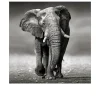 Leinwandbild Grey Elephant 40 x 40 cm