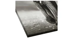 Leinwandbild Grey Elephant 40 x 40 cm