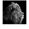 Leinwandbild Grey Lion Head 30 x 30 cm