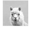 Leinwandbild Lama 30 x 30 cm