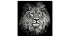 Leinwandbild Lionhead 40 x 40 cm