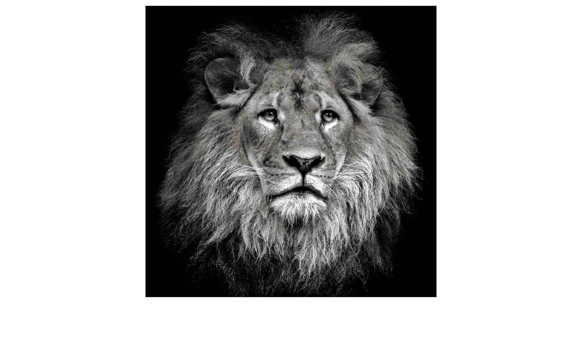 Leinwandbild Lionhead 40 x 40 cm