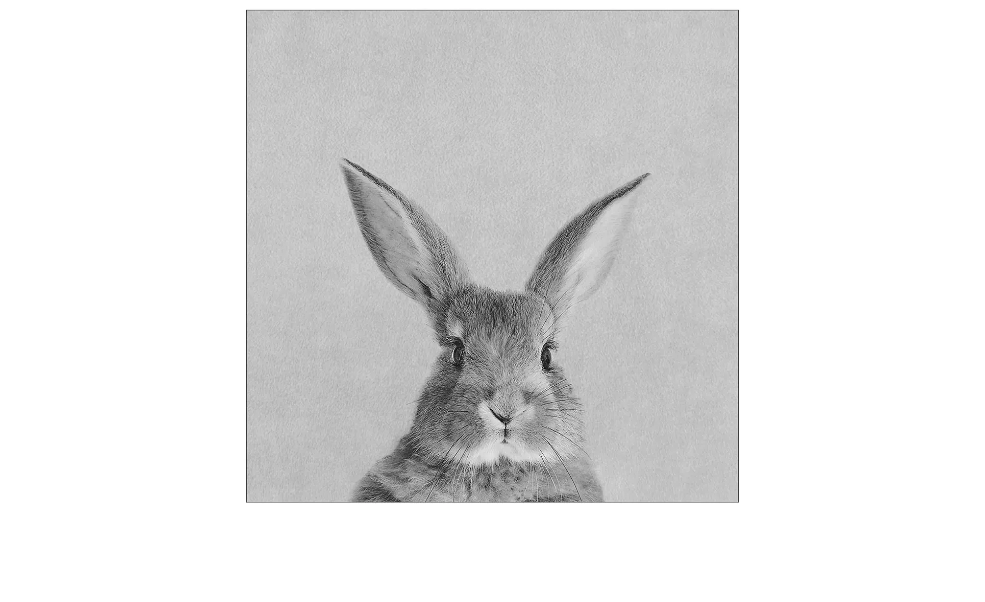 Leinwandbild Rabbit 30 x 30 cm