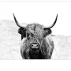 Leinwandbild Scottish Highland Cattle 90 x 120 cm