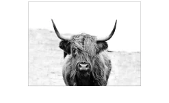 Leinwandbild Scottish Highland Cattle 90 x 120 cm