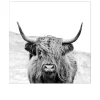 Leinwandbild Scottish Highland Cattle 30 x 30 cm